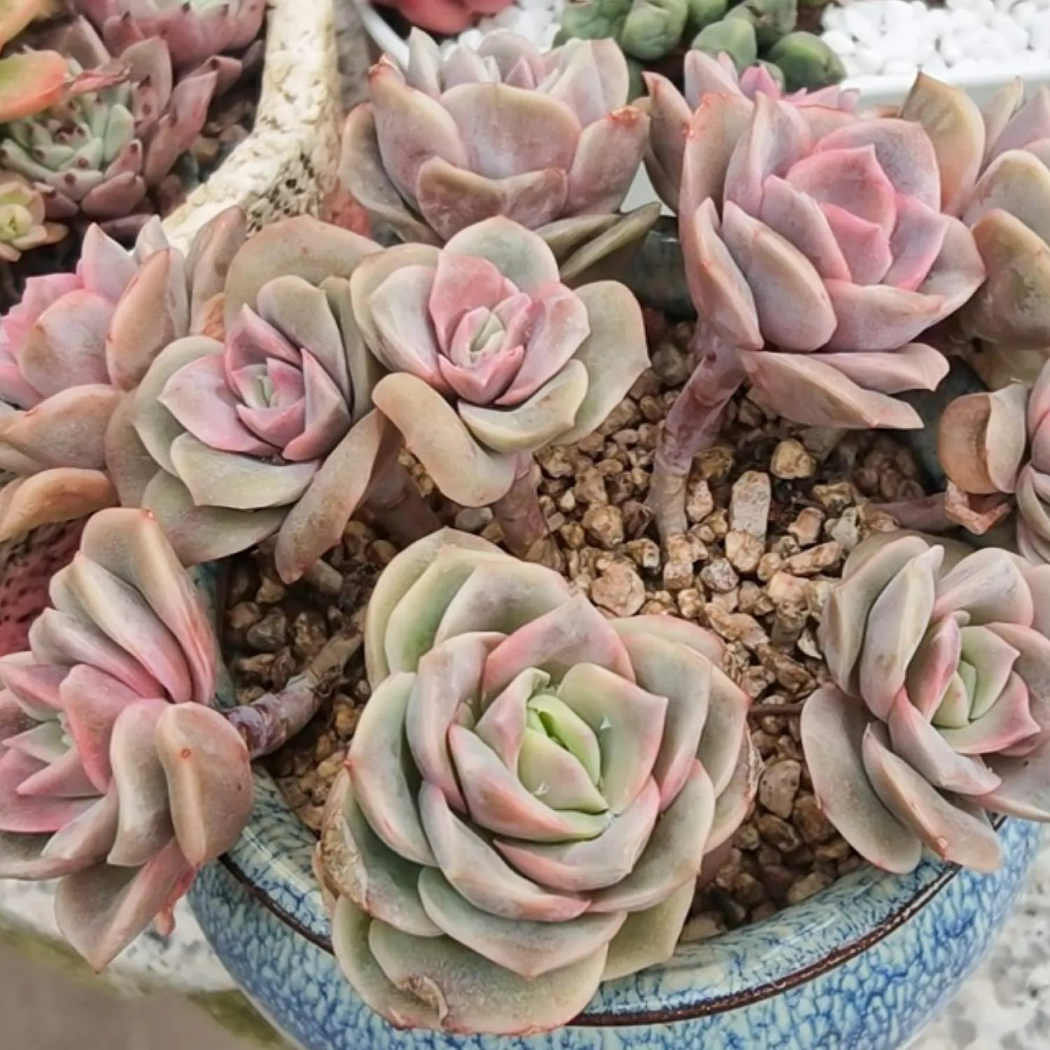 x Graptoveria 'Lovely Rose' Set